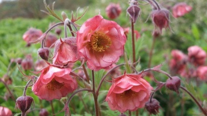 Alstroemeria arany ültetés és gondozás (fotó)