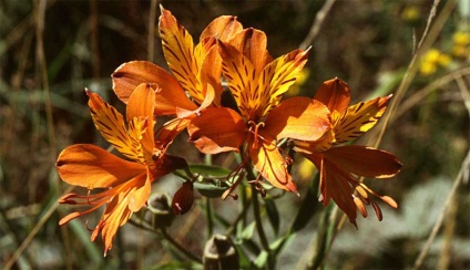 Alstroemeria plantare și îngrijire de aur (fotografie)