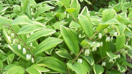 Alstroemeria plantare și îngrijire de aur (fotografie)