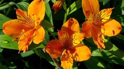 Alstroemeria arany ültetés és gondozás (fotó)