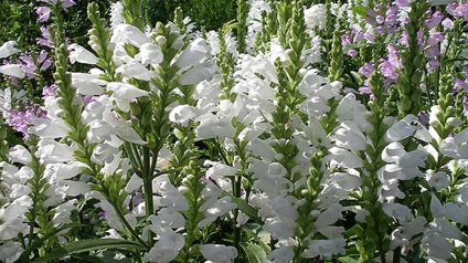 Alstroemeria arany ültetés és gondozás (fotó)