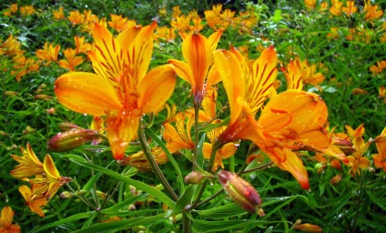 Alstroemeria arany ültetés és gondozás (fotó)