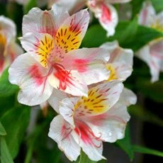 Alstroemeria în creștere alstroemeria