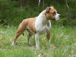 American Staffordshire Terrier ca cel mai bun prieten, dădacă și doar un câine uman,