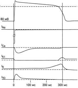 Anatomia sistemului de conducere și electrofiziologia inimii - diagnosticarea și tratamentul tulburărilor de ritm