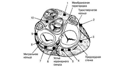 Anatomia sistemului de conducere și electrofiziologia inimii - diagnosticarea și tratamentul tulburărilor de ritm