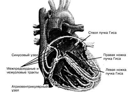 Anatomia sistemului de conducere și electrofiziologia inimii - diagnosticarea și tratamentul tulburărilor de ritm