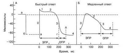 Anatomia sistemului de conducere și electrofiziologia inimii - diagnosticarea și tratamentul tulburărilor de ritm