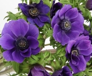 Anemone de cajen plantare și îngrijire