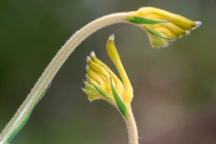 Anigosanthos (labe de cangur) fotografie, îngrijire