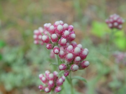 Antennaria vagy macska láb