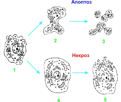 Apoptoza - Decesul celular programat - Biologie