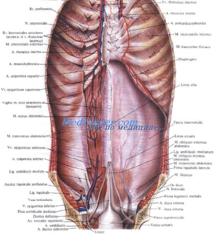 Arterele rectus abdominis