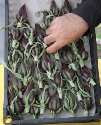 Artichoke - italiană în rusă