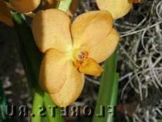 Ascocina hibrid orhidee ascicle plante de interior utile