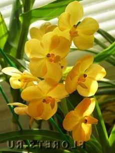 Az Ascocene hibrid orchidea aszkterus hasznos beltéri növények