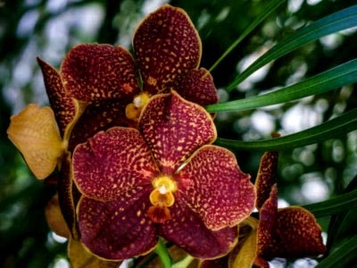Ascicenda orhidee de îngrijire de udare și de reproducere la domiciliu