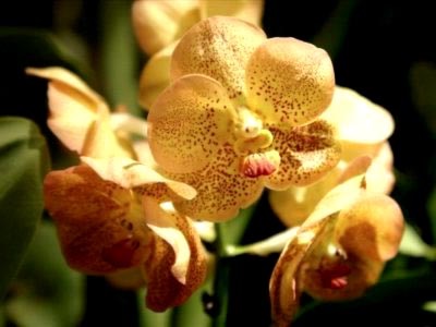 Ascicenda orchidea ápolás és tenyésztés otthon