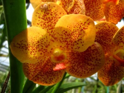 Ascicenda orchidea ápolás és tenyésztés otthon