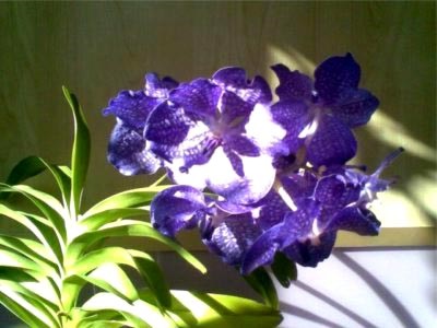 Ascicenda orchidea ápolás és tenyésztés otthon