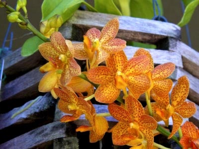 Ascicenda orchidea ápolás és tenyésztés otthon