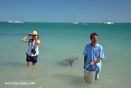 Australia delfini, natalyvlad blog