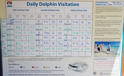 Ausztrália delfinek, natalyvlad blog