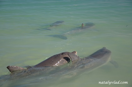Australia delfini, natalyvlad blog