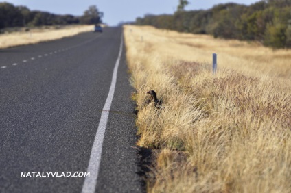 Australia Autostrada Stewart, Animale în Australia, natalyvlad blog