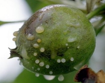 Semnele bacteriene de marire a merelor, metodele de luptă și diferențele de la arsurile solare