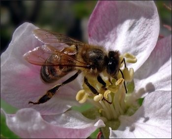 Semnele bacteriene de marire a merelor, metodele de luptă și diferențele de la arsurile solare