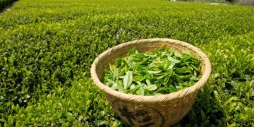 Baihov ceai, ce este acest lucru pentru ceai, proprietăți utile