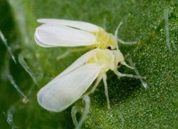 Whitefly az üvegházban - harci módszerek