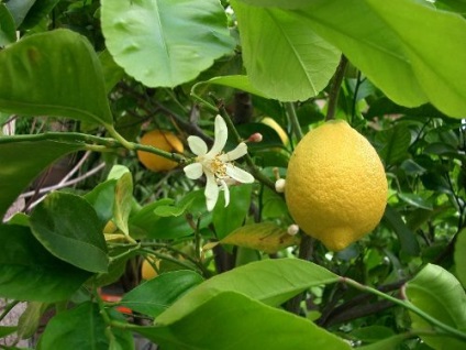 Bergamot - metode de tratare, preparare, depozitare