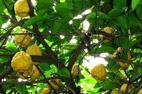 Bergamot - metode de tratare, preparare, depozitare