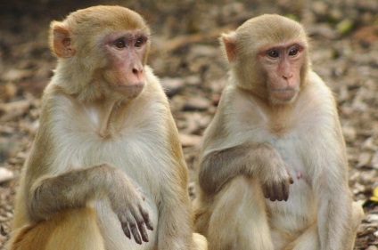 Biologii au explicat cum maimuțele îi recunosc pe cei dragi în persoană