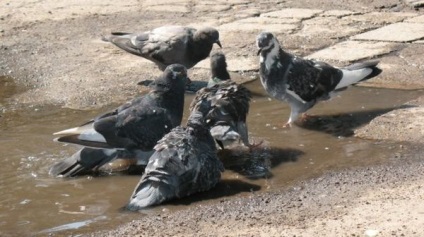 Хвороби голубів і їх лікування огляд і опис засобів