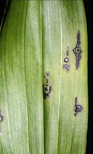 Boli și dăunători ai orhideelor ​​phalaenopsis