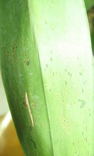 Boli și dăunători ai orhideelor ​​phalaenopsis