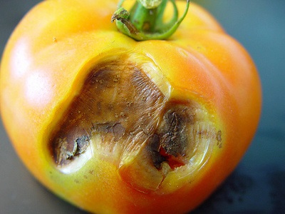 Bolile de tomate