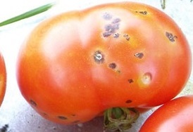 Bolile de tomate