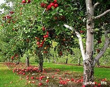 Boli ale mărului și tratamentul acestora, consultanță în flori