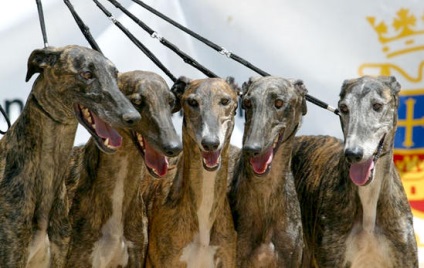 Greyhound sors vagy bármi más - híres - spanyolok