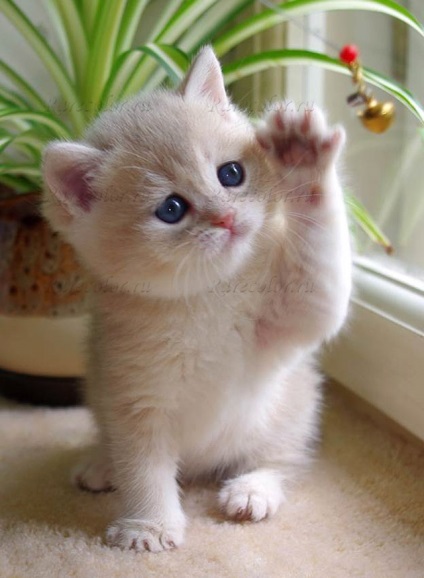 British Shorthair Pisici de rasa standarde