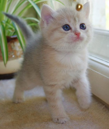 British Shorthair Pisici de rasa standarde