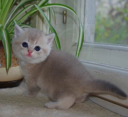 British Shorthair Pisici de rasa standarde