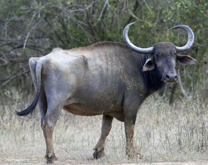 Buffalo african