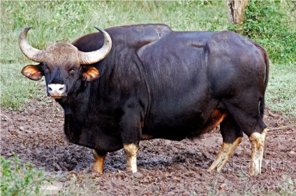 Buffalo african