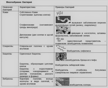 Regatul Bacteriilor