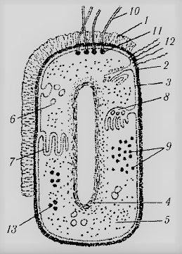 Regatul Bacteriilor